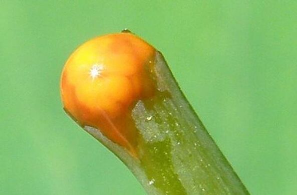 właściwości glistnika w leczeniu brodawczaków